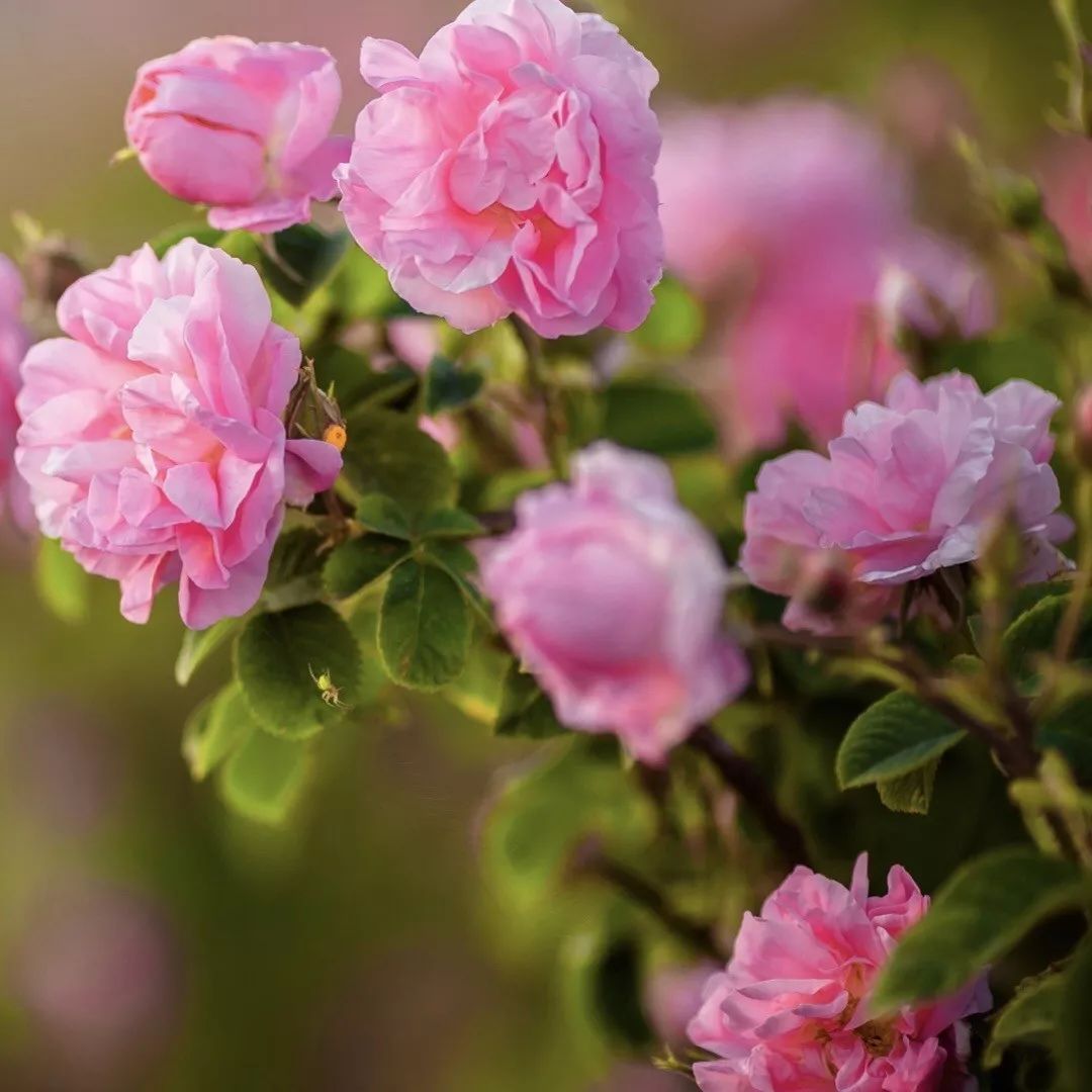 柏卡姿大马士革玫瑰纯露,大马士革玫瑰纯露保湿补水