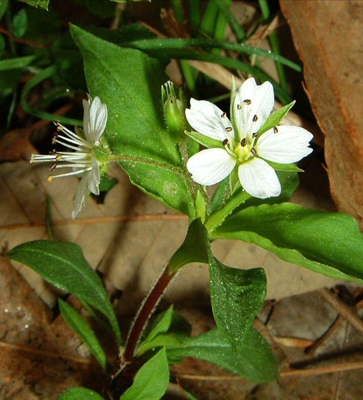 挖参人深山挖到百年孩儿参,韩国采参人挖到野生百年孩儿参