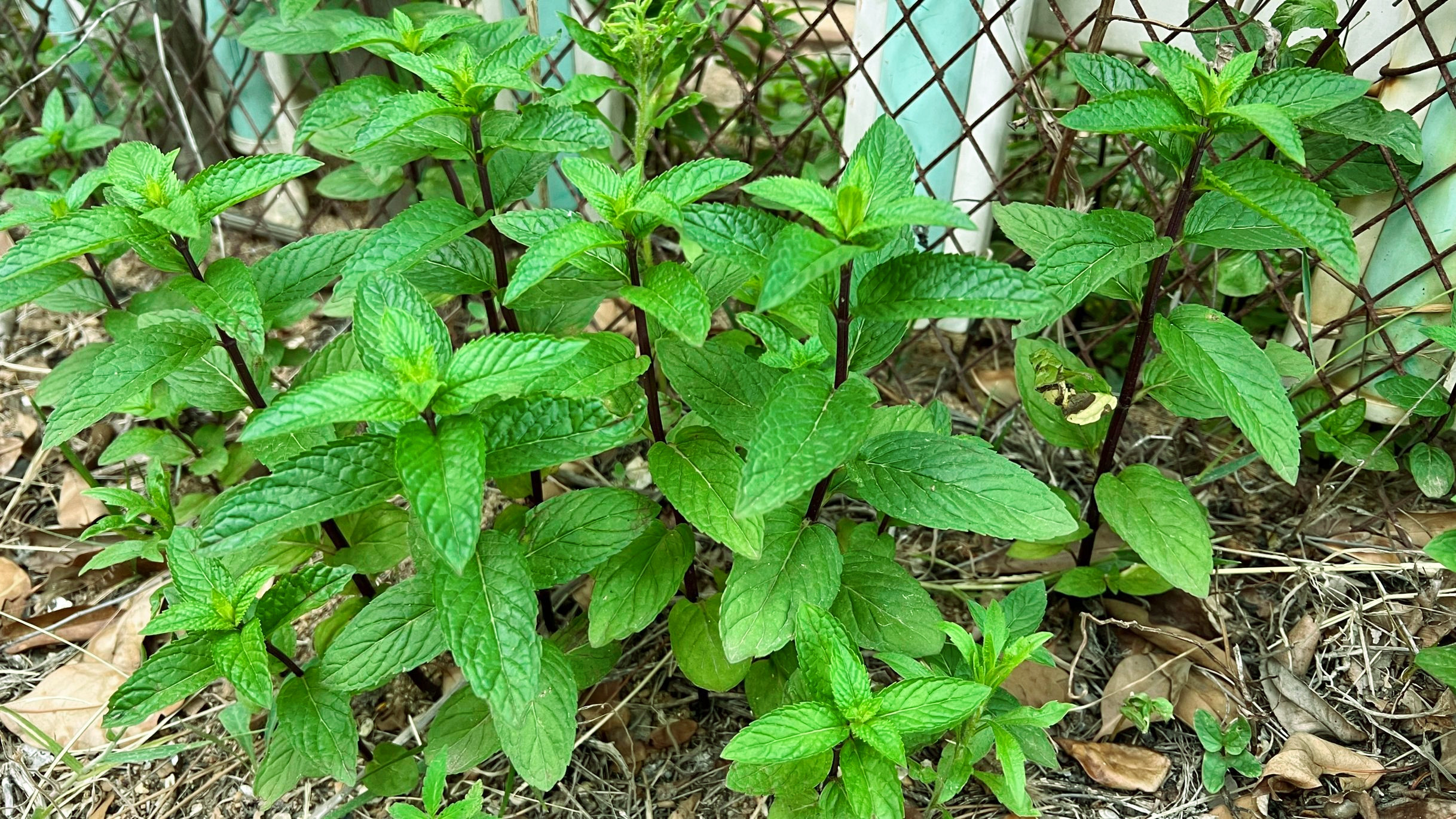 薄荷喝多了是上火还是下火,上火了吃薄荷有用吗