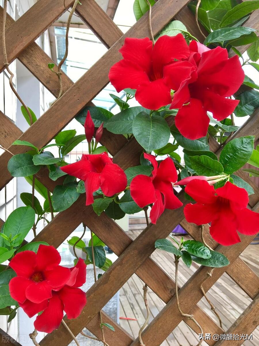 推荐10种最适合夏天养的花,君子兰开花时夏天几天浇一次水