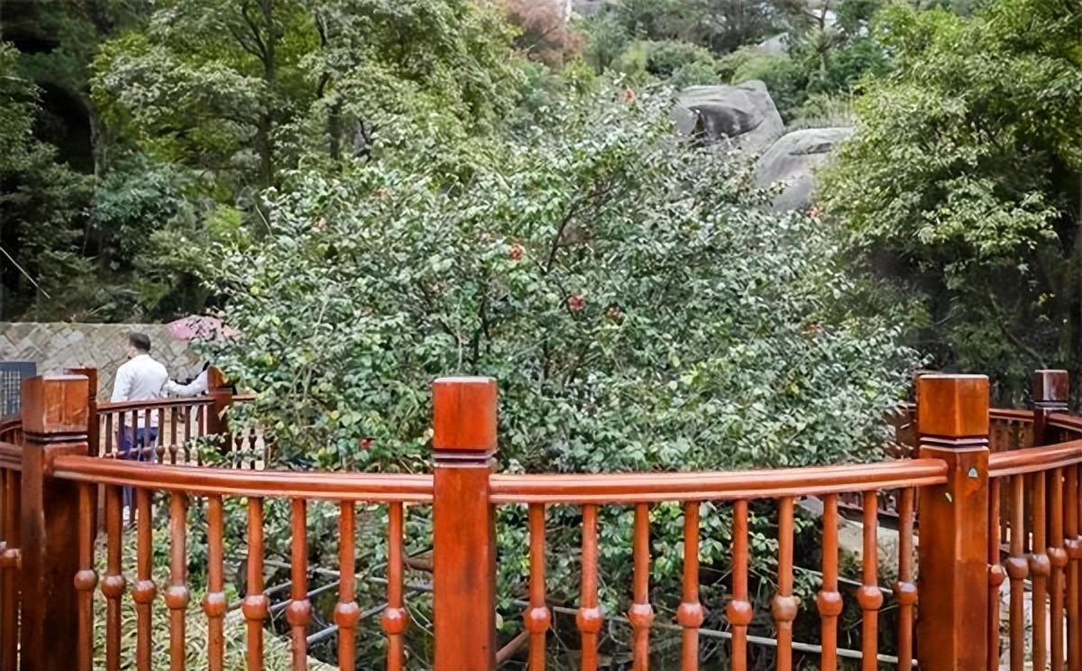 寓意发财好运的花有哪些,六种最旺财吉祥花