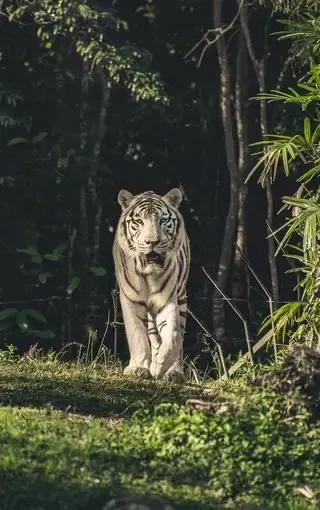 戏说老虎图文杂汇