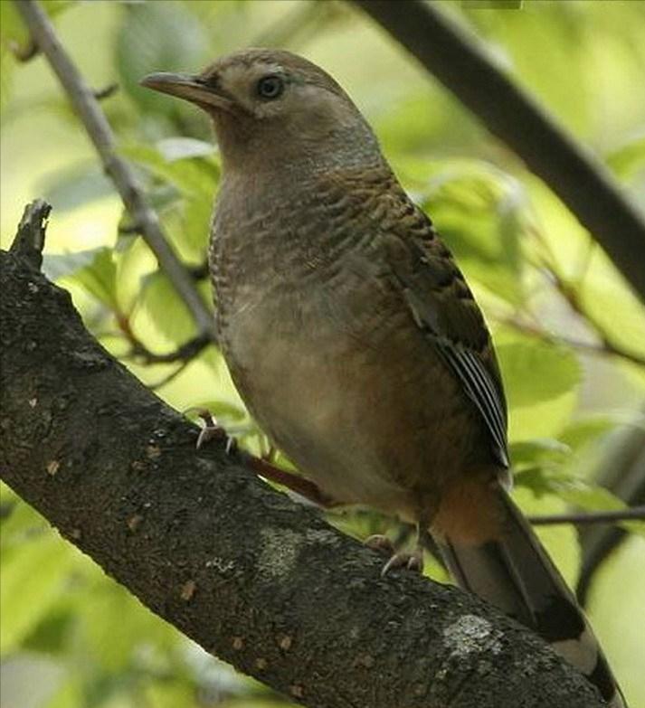 鸟儿大全高清图,高清珍稀鸟动态图片大全