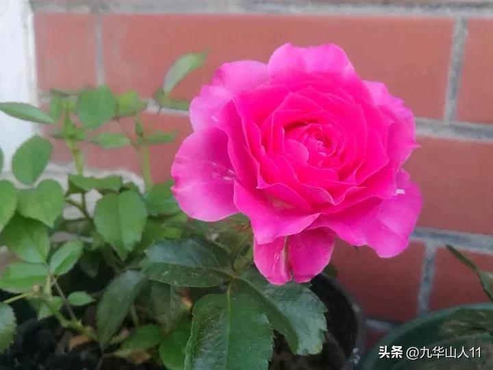 微型月季嫁接最佳品种,丰花微型月季品种有哪些