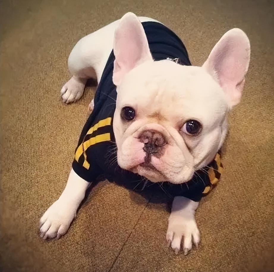 狗狗垂头叹气搞笑,搞笑的罗圈腿狗狗