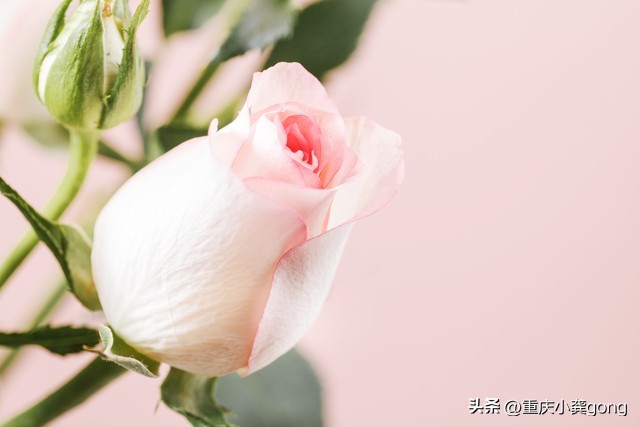 玫瑰花的葬礼,玫瑰花