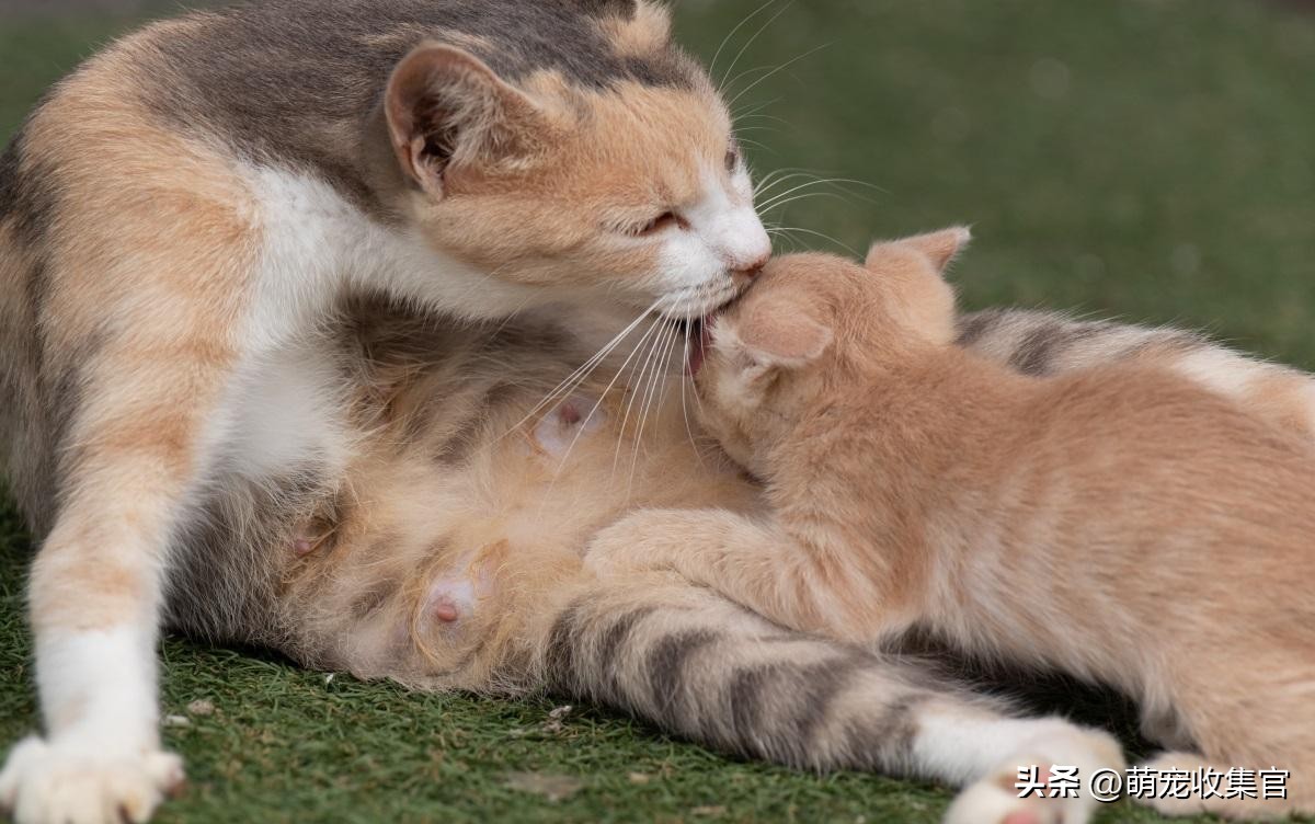 母猫老是把小猫到处藏,母猫只把一只小猫藏起来