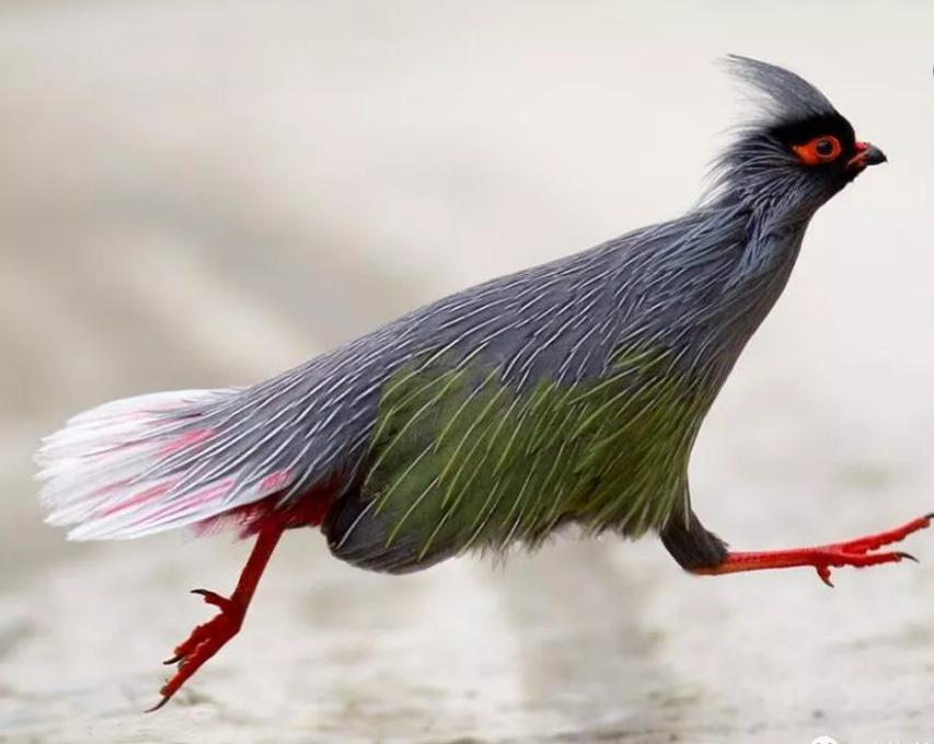 云台防抖是通过鸡头的原理,云台防抖是通过鸡头的原理吗