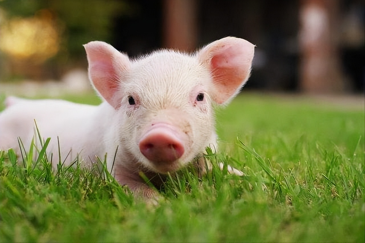 猪反复发烧打针退烧不打针又发烧,猪反复发烧带喘是什么原因引起的