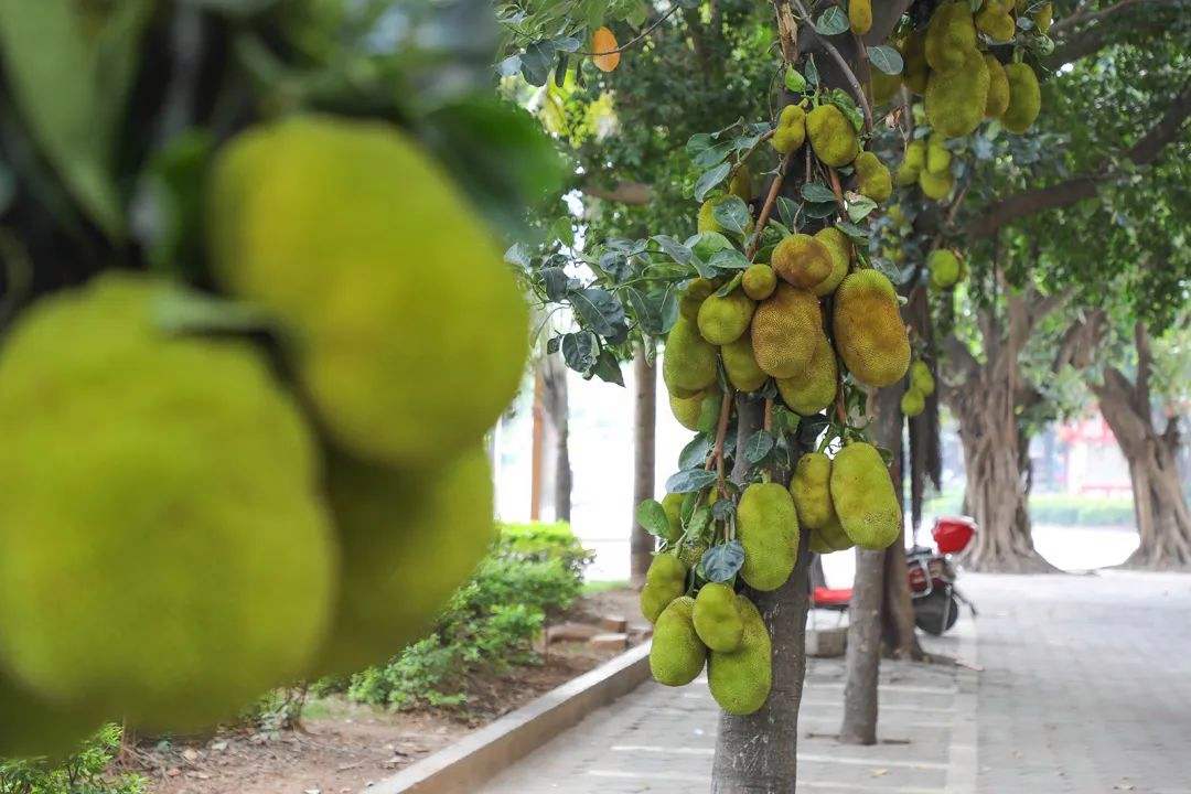 云南除了西双版纳哪里还适合过冬,西双版纳景洪避寒的地方