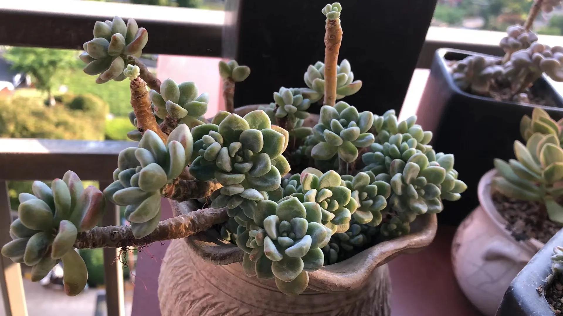 朋友家好多多肉怎么夸赞,朋友养的多肉太震撼