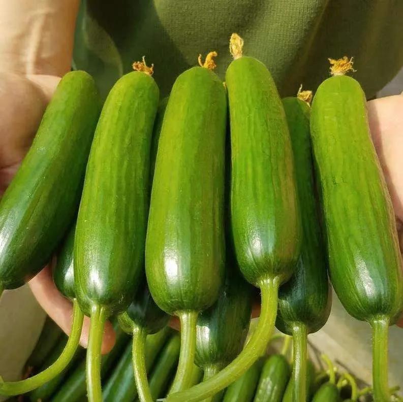 虞城县温室大棚,虞城大棚种植基地