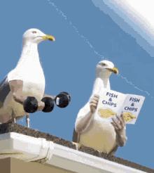 喂过一次大连海鸥，人类就要为自己的弱小羞愧