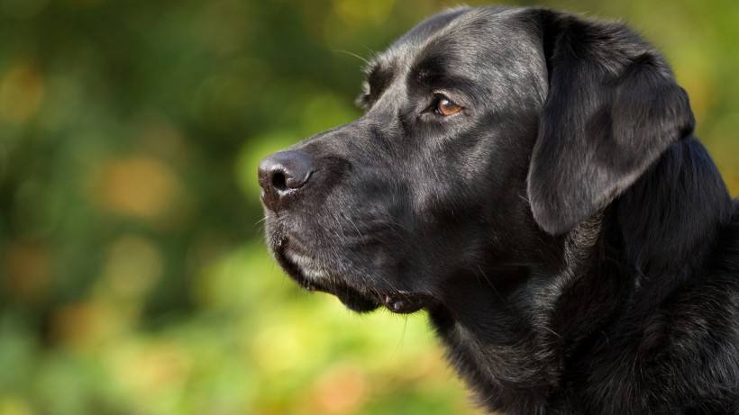 黑色拉布拉多和金毛哪个好养,黑色拉布拉多适合和什么颜色配