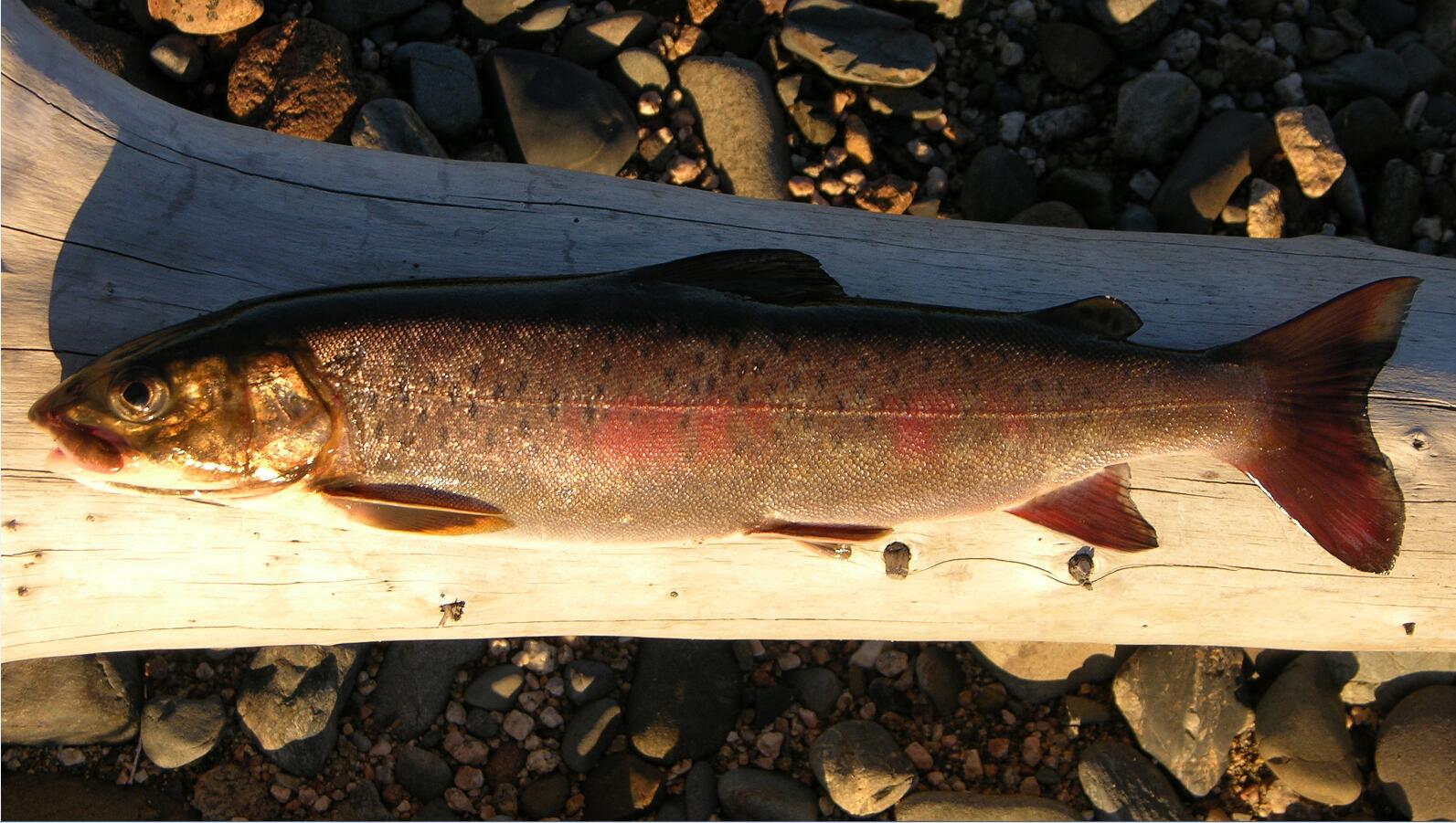 黑龙江鱼类大全名称,黑龙江十大出名鱼排名