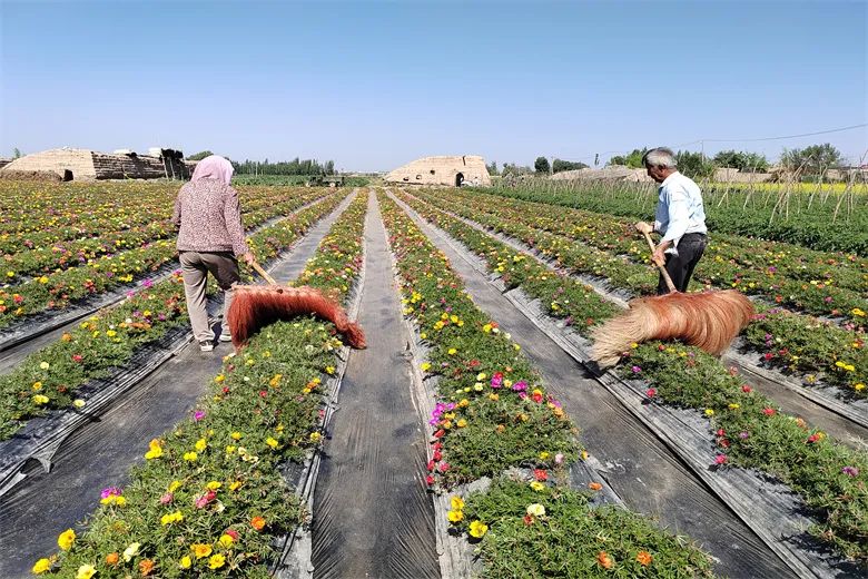 鎵撳ソ鑾茶棔缁忔祹鐗屽康濂戒骇涓氬瘜姘戠粡,楂樺彴鍒剁浜т笟淇冨啘澧炴敹