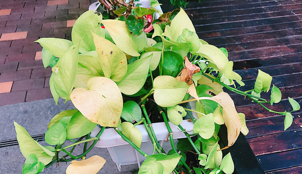 一个房间放几盆绿萝去甲醛,200平米房间放多少绿萝可以去甲醛