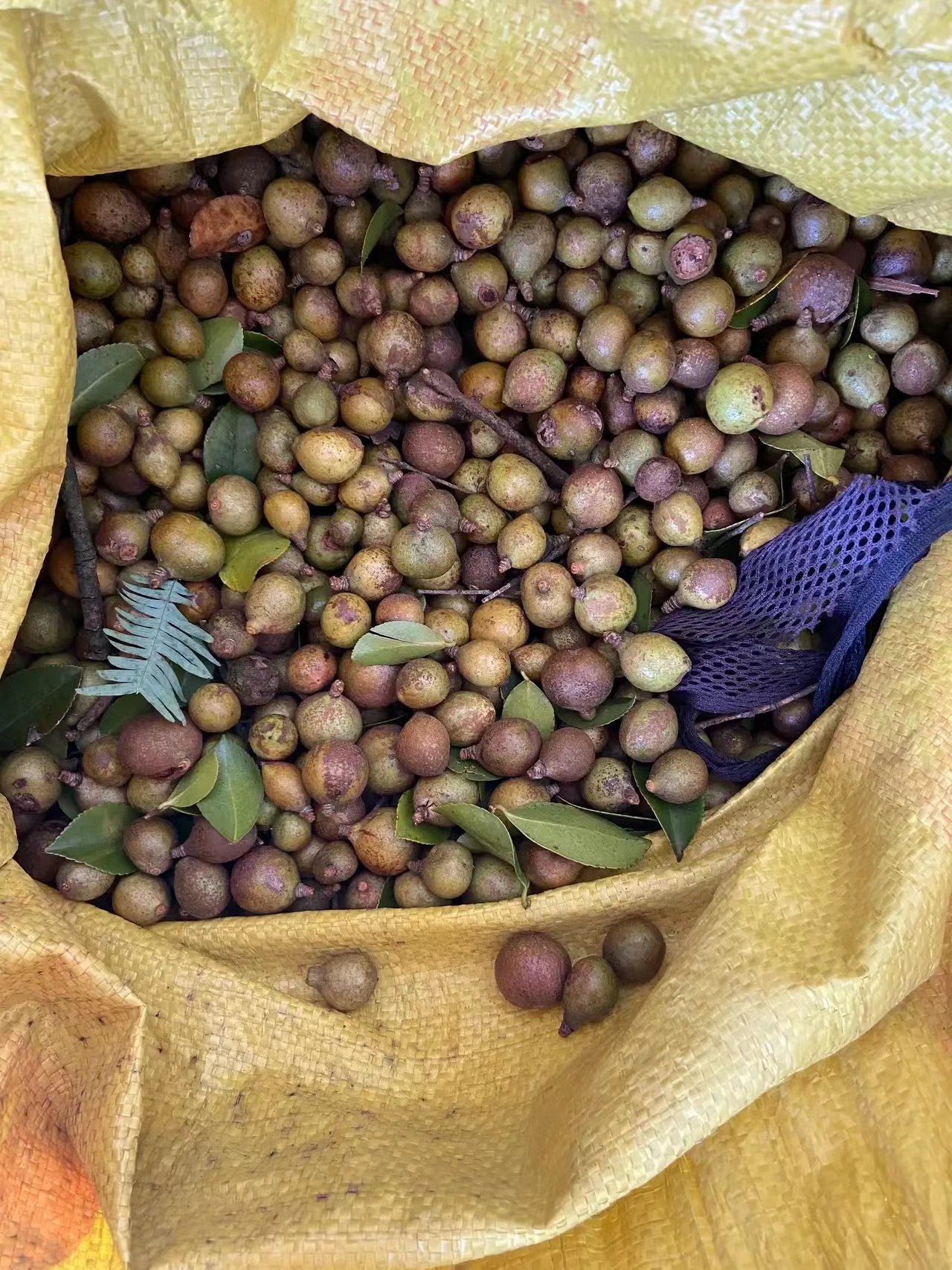 一亩地的茶树一年能收入多少钱,种一亩茶树一年的收入多少钱