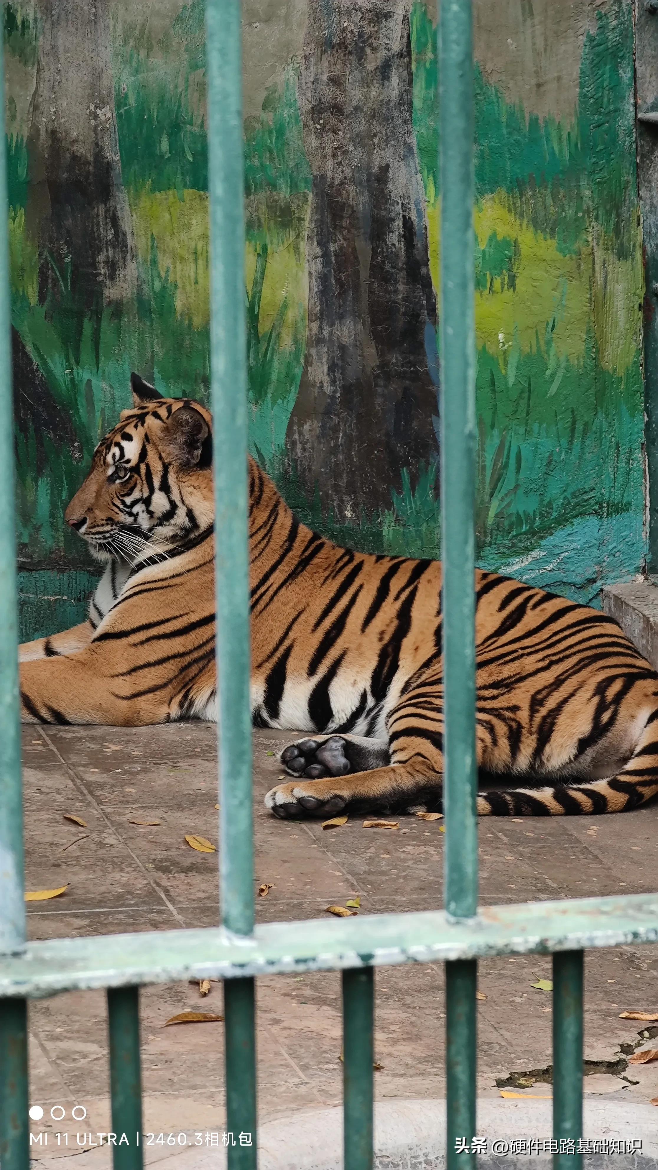 五一广州动物园人挤人的一天,广州动物园有序开放