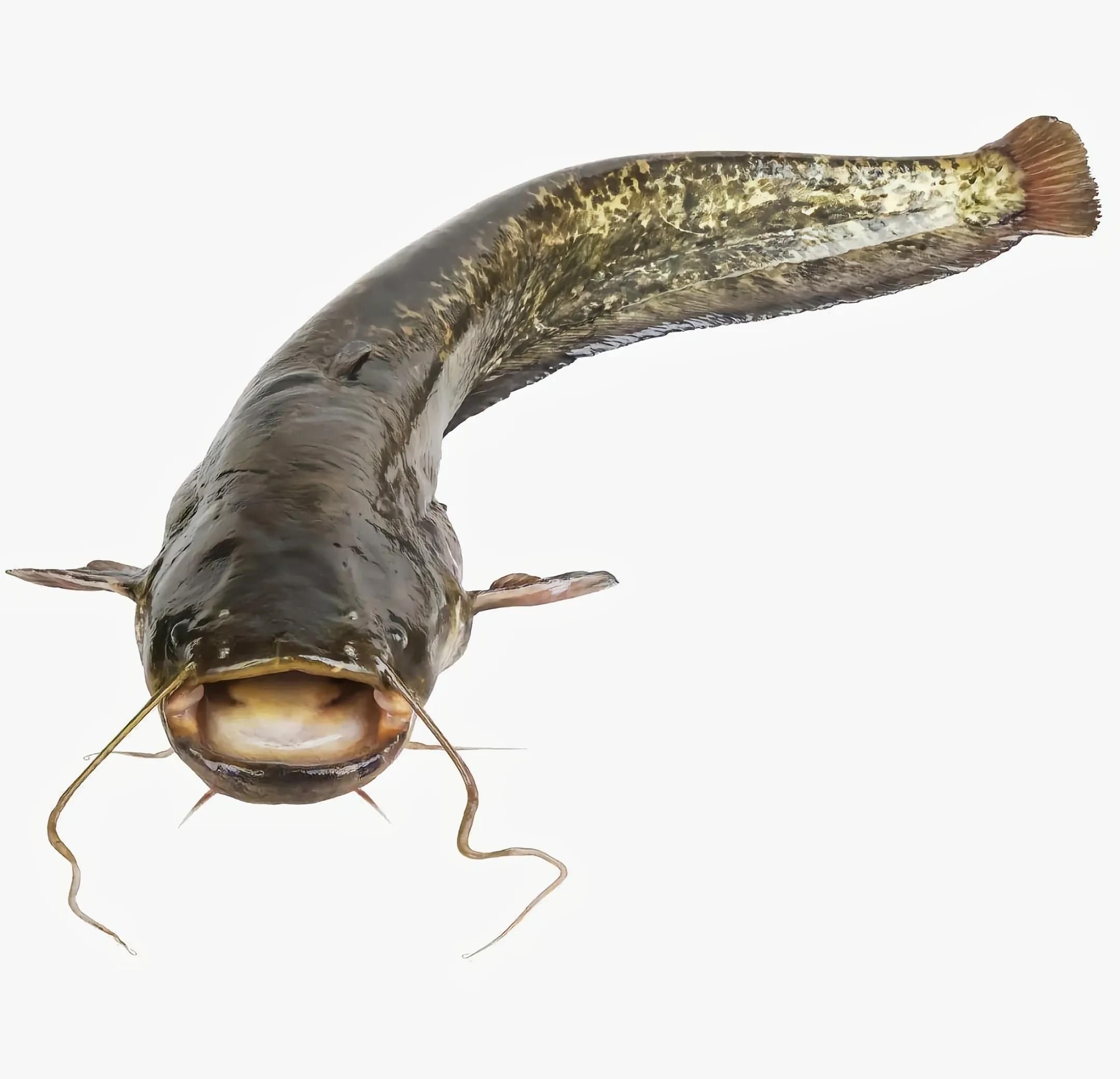 鱼长胡须是怎么回事,为什么有的鱼会长牙齿