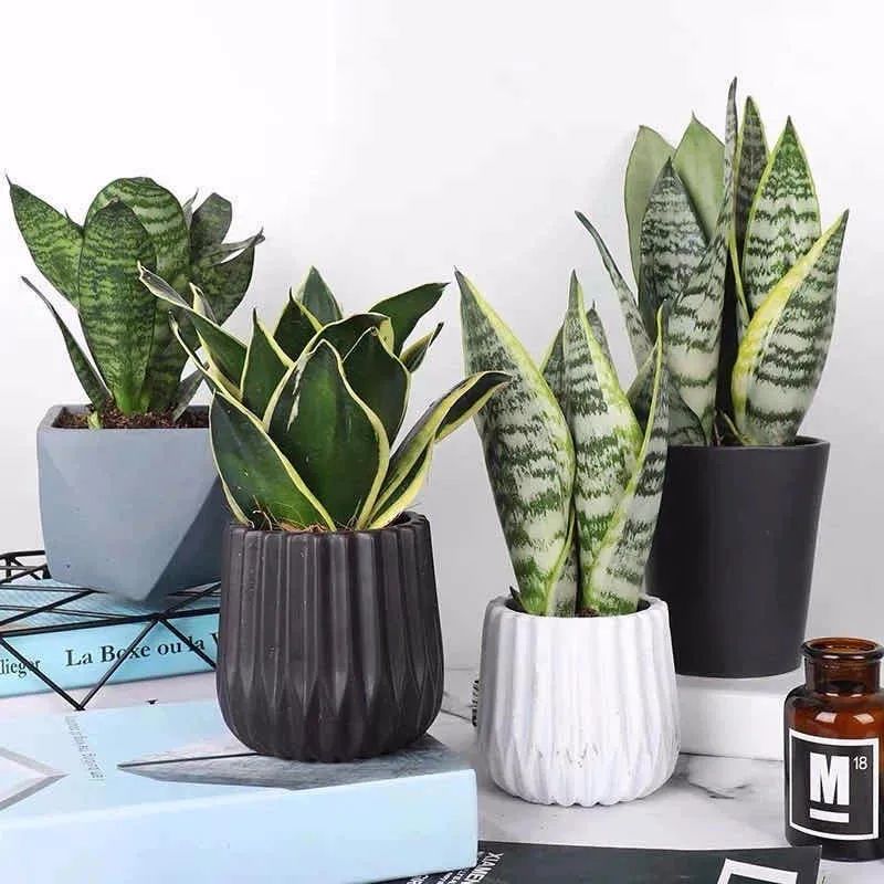 养这10种花越养家里越干净,适宜在家中养的10种花排名