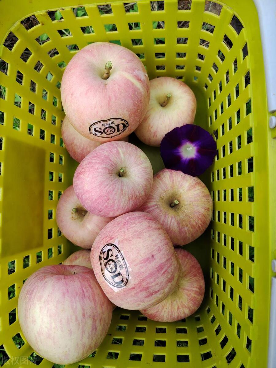 无卡苹果连接carplay,苹果四咋连网