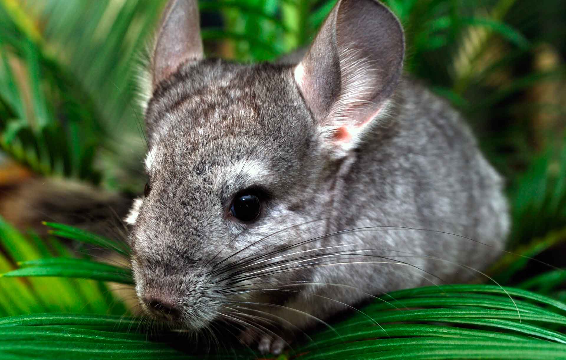 世界上最可爱的动物排名,世界上最可爱的动物宝宝