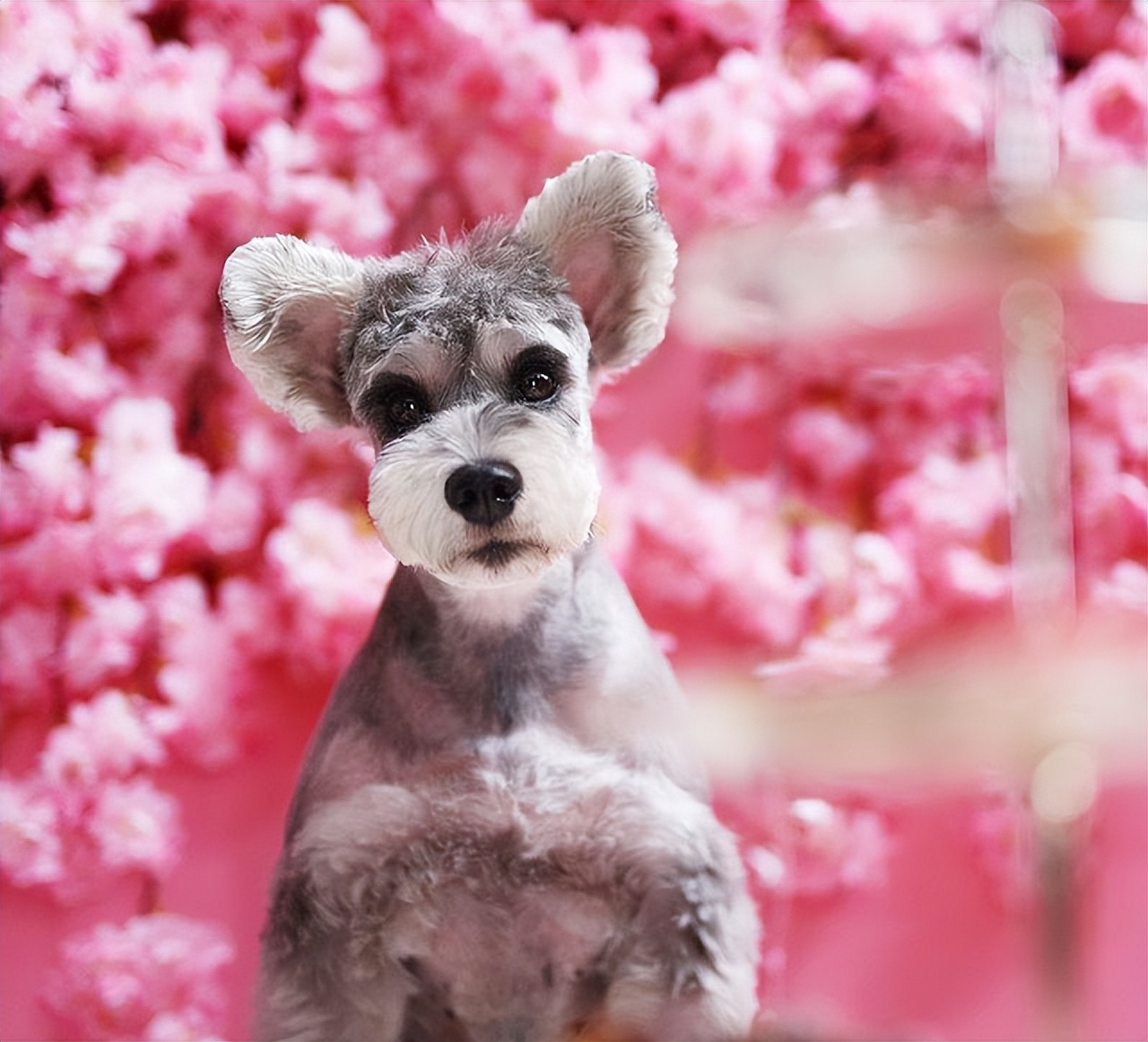 最值得被饲养的7种狗好养又不贵,便宜好养的6种狗经济实惠又可爱