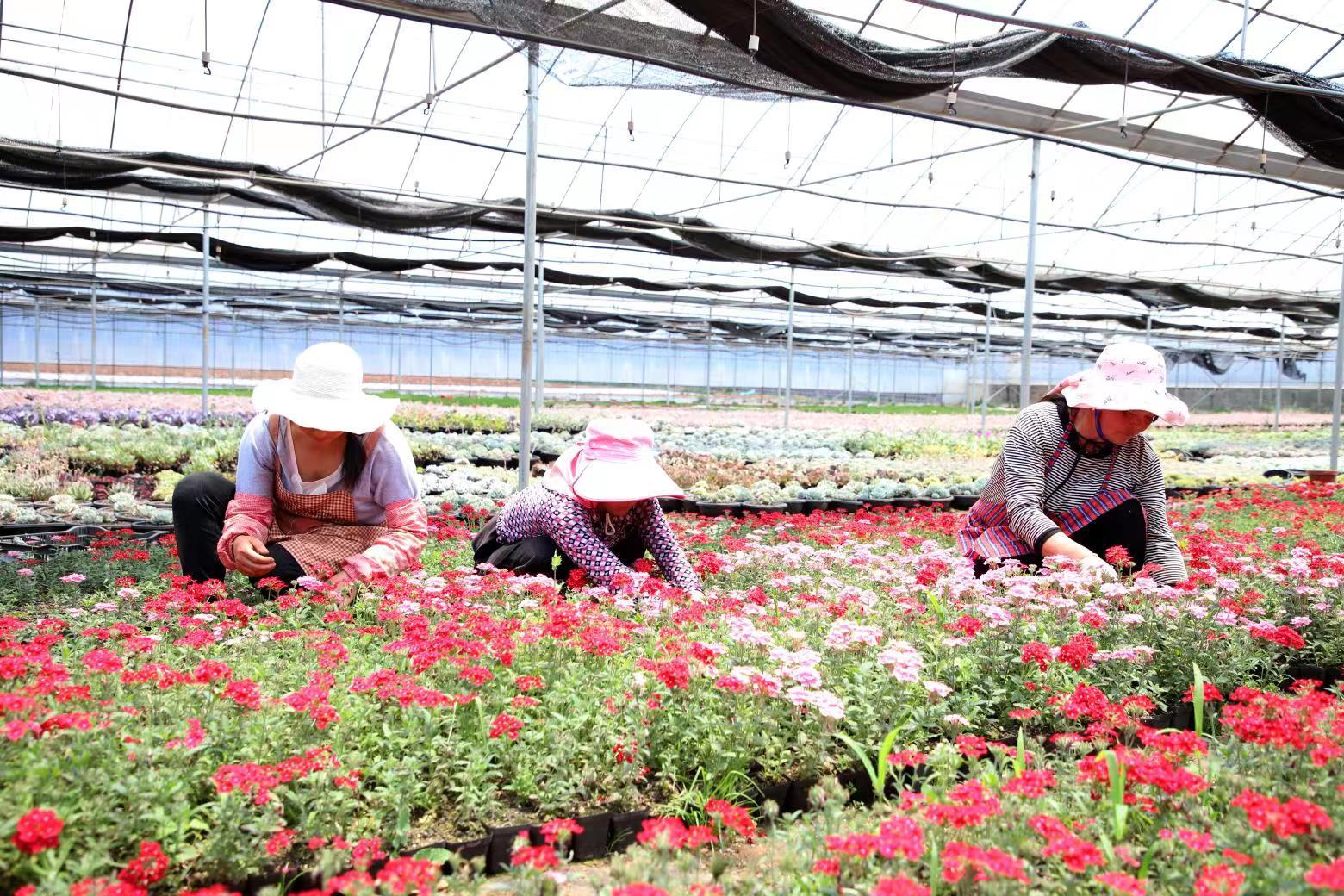 回乡创业种养循环,回村返乡创业搞养殖