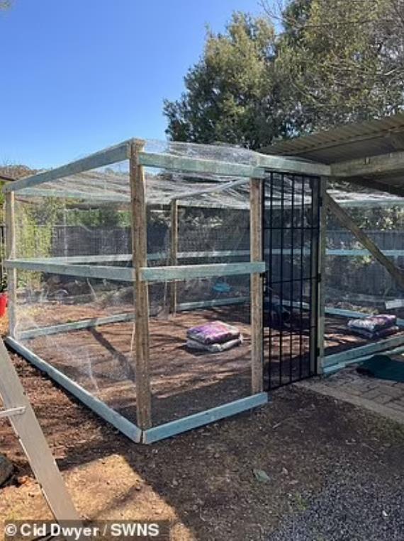 豚鼠被主人遗弃,前主人抛弃在出租屋里领养的猫咪