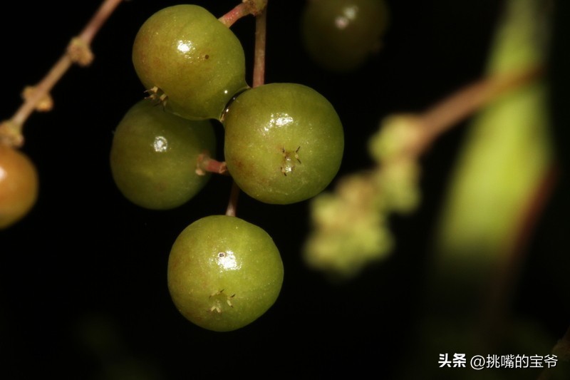 建国首日就与我国建交的非洲穷国，8种罕见水果，你见过几种