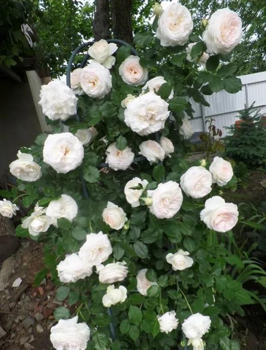 新品宝石腮红,奶白腮红渐变加钻