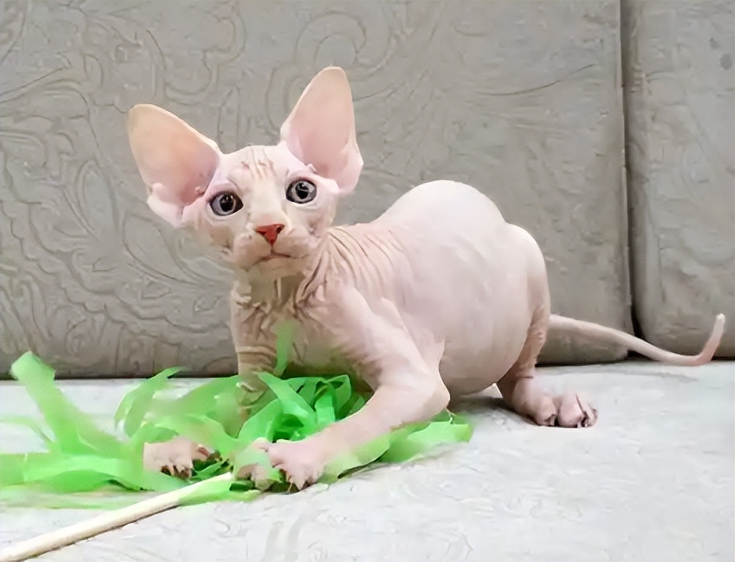 十大稀有无毛猫排名,有毛的无毛猫是什么品种