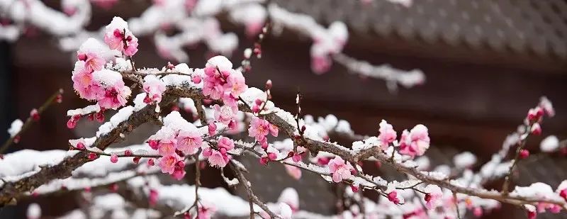 2022燕赵十佳诗人‖王湛梅