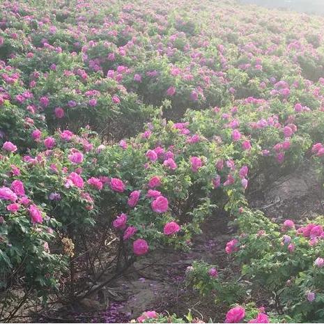 【马博士女性“养生馆”】药食同源：重瓣玫瑰