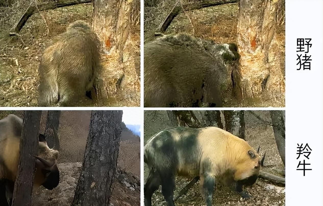 陕西眉县现一头“怪牛”该男子喂它很多次，网友看到：秦岭杀手王