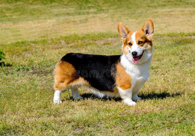 适合女生养的狗防身,最适合女生养的狗排名