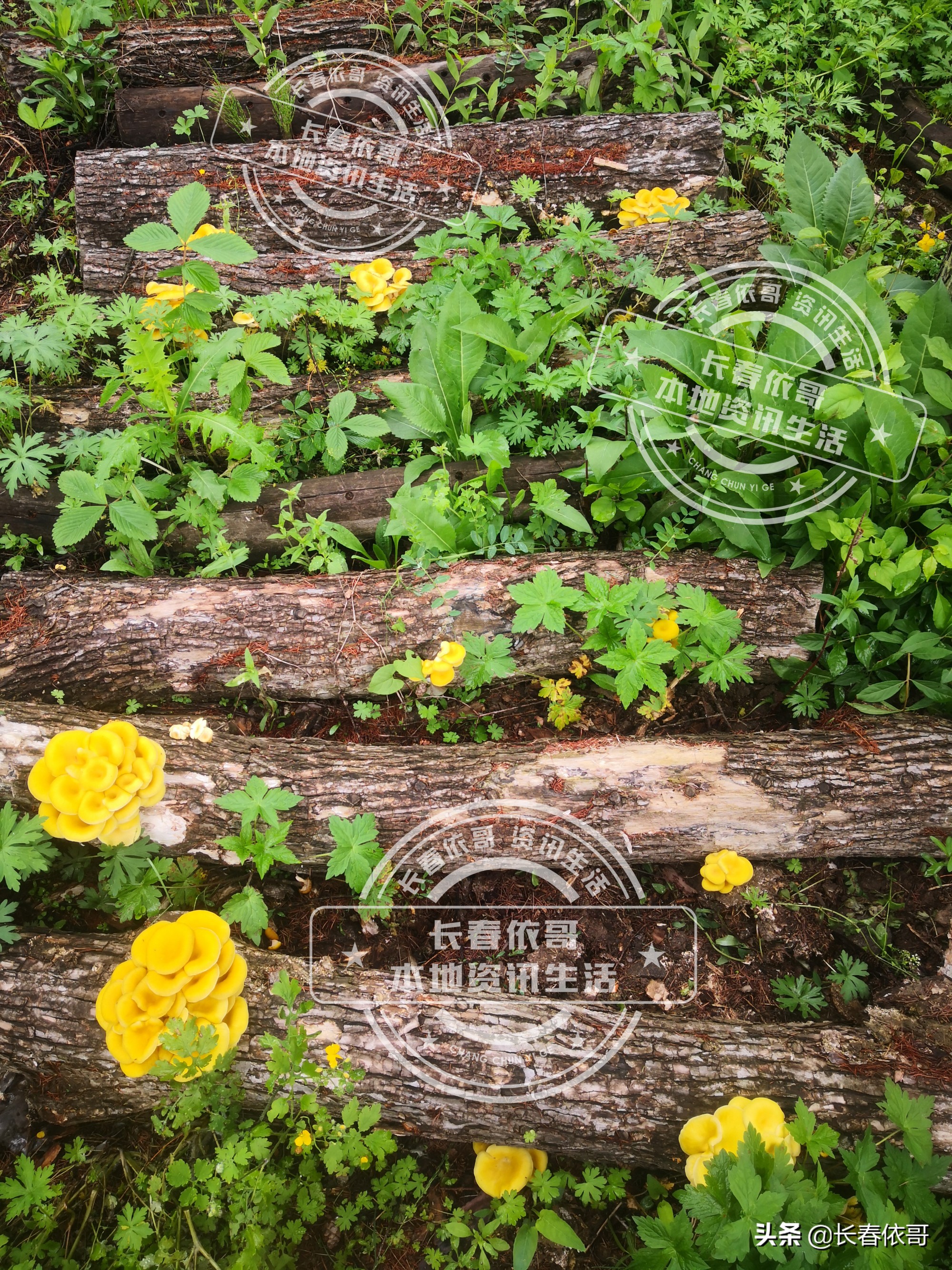 东北榛蘑排名前十的蘑菇,山珍长白山特产榆黄蘑