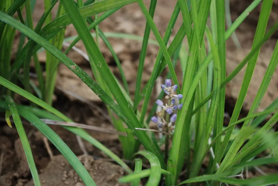 150种常见药用植物大全,150余种常见药用植物花期组图