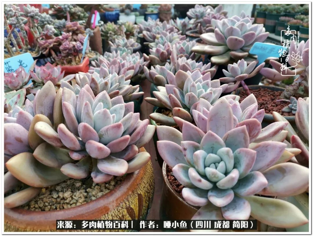 看世间繁华品一生,看世间繁华品人生美味