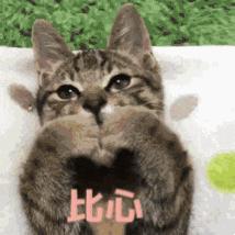 春天来了！每位毛孩子家长都要了解这些知识