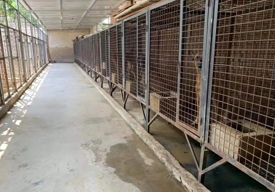 犬舍需要办什么手续,犬舍需要营业执照吗