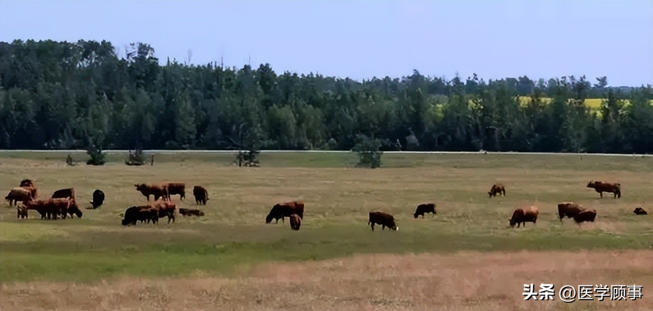生鲜牛肉哪个品牌的好,牛肉品牌排行榜前十名