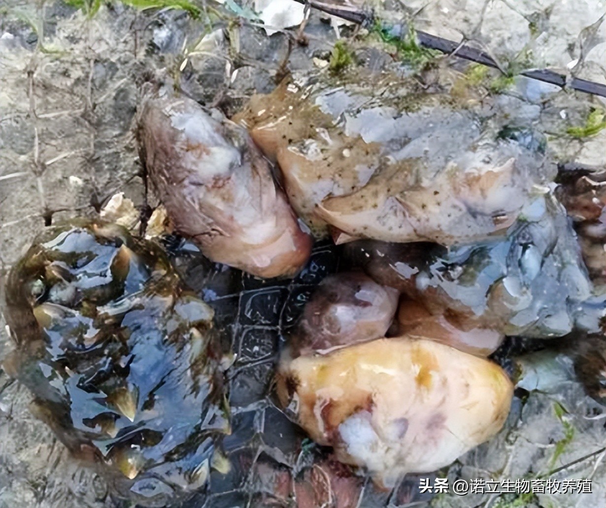 高温天气海参池塘半夜增氧,海参池塘高温