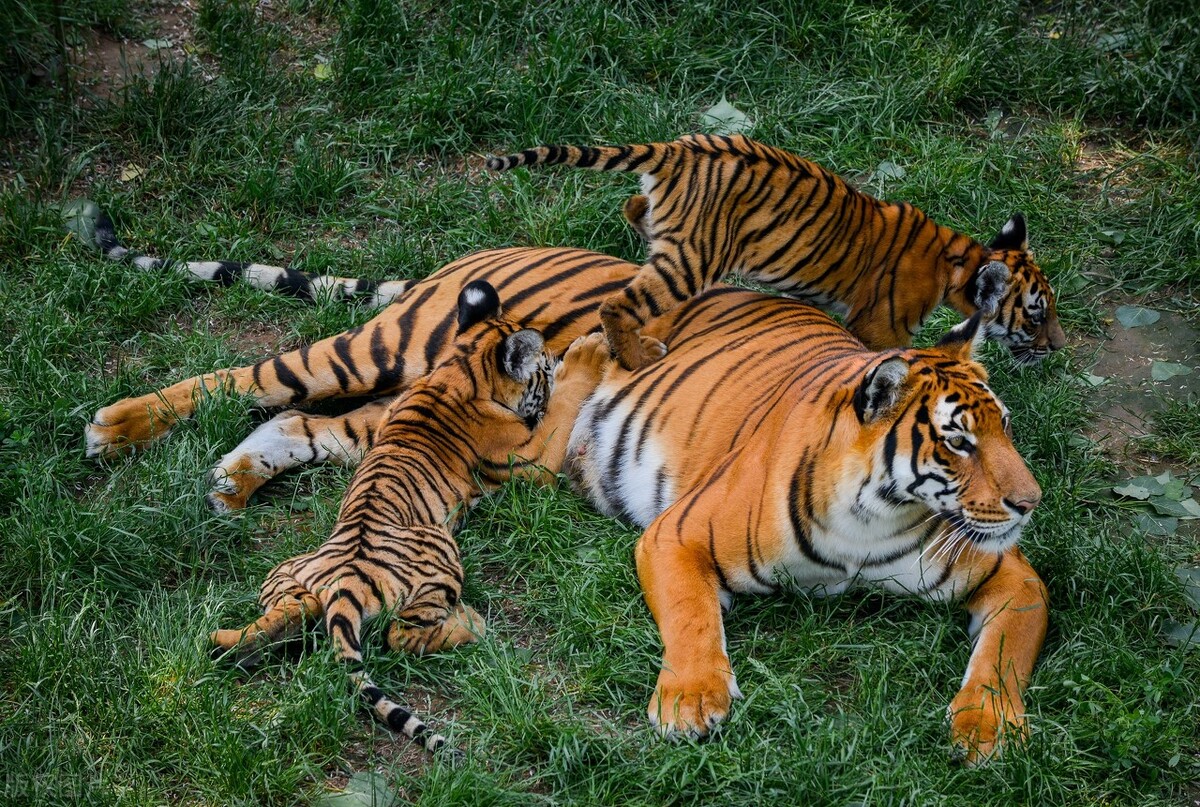 48岁写给本命年的自己散文随笔,买本命年红内衣散文