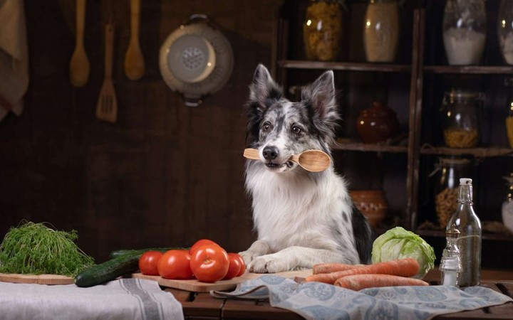 不听话的宠物狗受虐待,强迫狗狗吃狗粮可以吗
