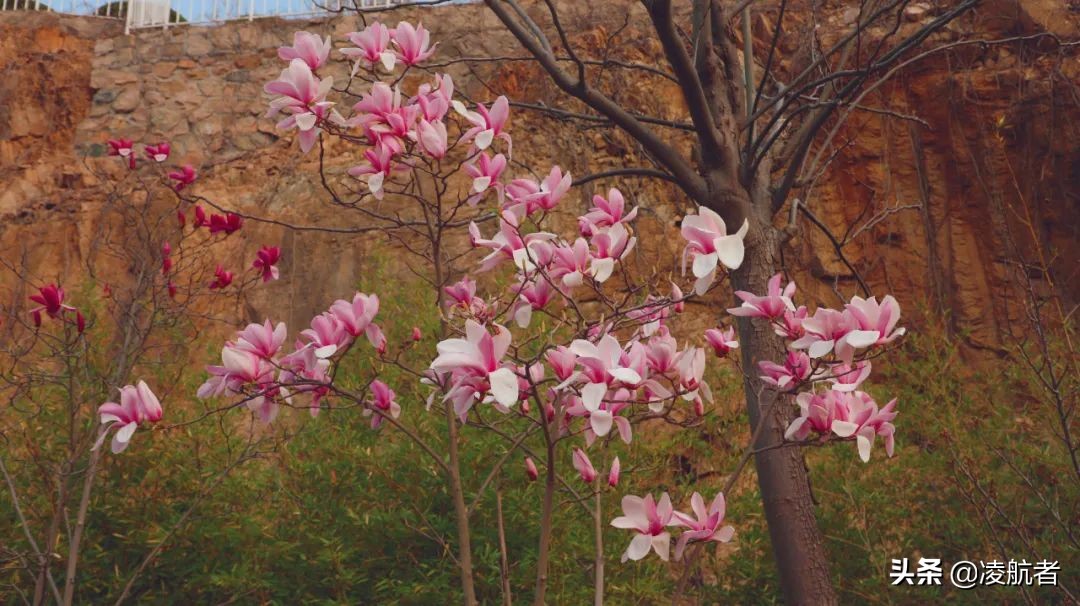 共赴春之约携手新征程,共赴春天之约携手砥砺前行