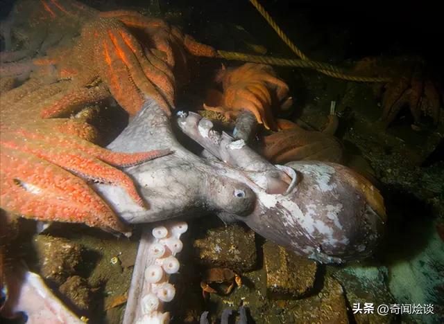 凶残的动物捕猎现场,盘点动物捕猎瞬间的迷惑行为