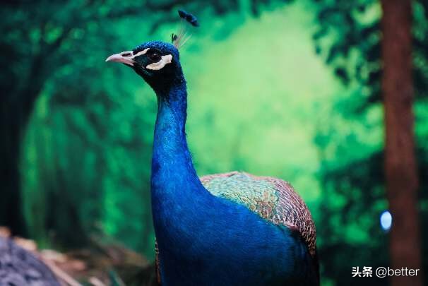 “超哇噻BUYBUY节2.0”上线，凯德华中年中庆火热开启