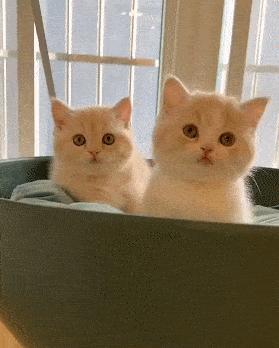 没圈养过的猫咪被圈养会怎么样,猫咪到底喜不喜欢被圈养